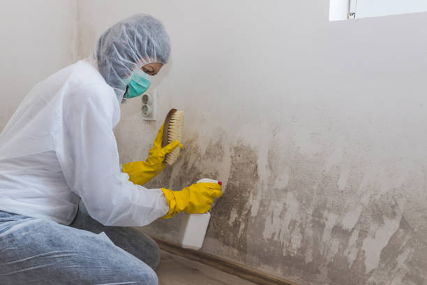 Mold Remediation for Vacation Homes in Steele Creek, AK